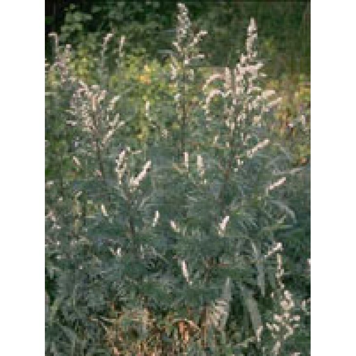 TSA ARTEMISIA VULGARIS 50ML TSA ARTEMISIA VULGARIS 50ML